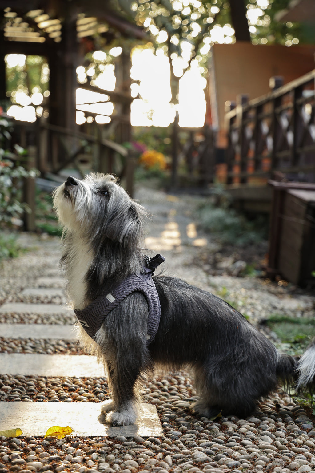 VELVET Dog harness Misty Grey