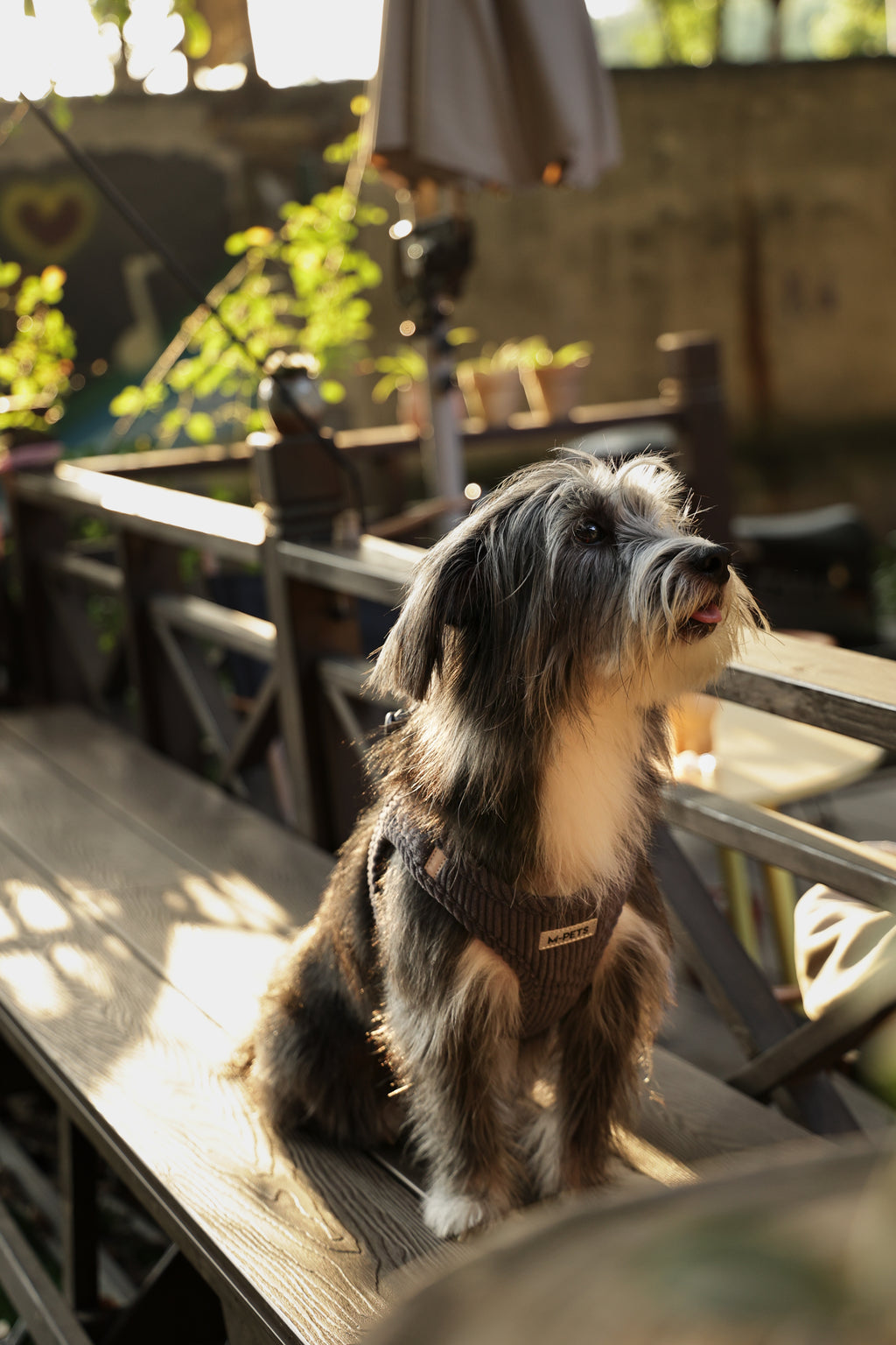 VELVET Dog harness Misty Grey