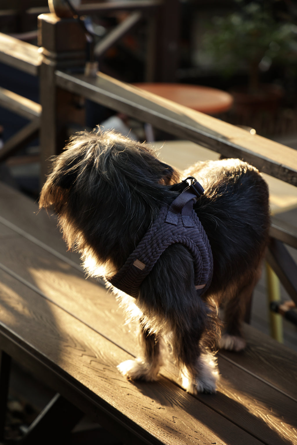 VELVET Dog harness Misty Grey