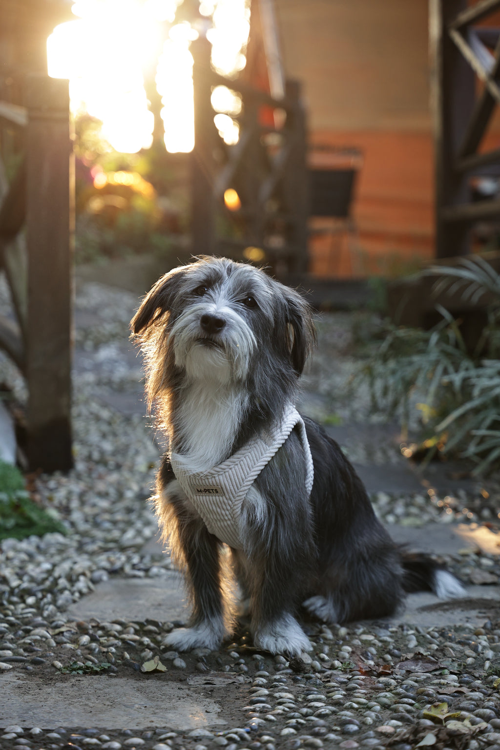 VELVET Dog harness Oat Beige