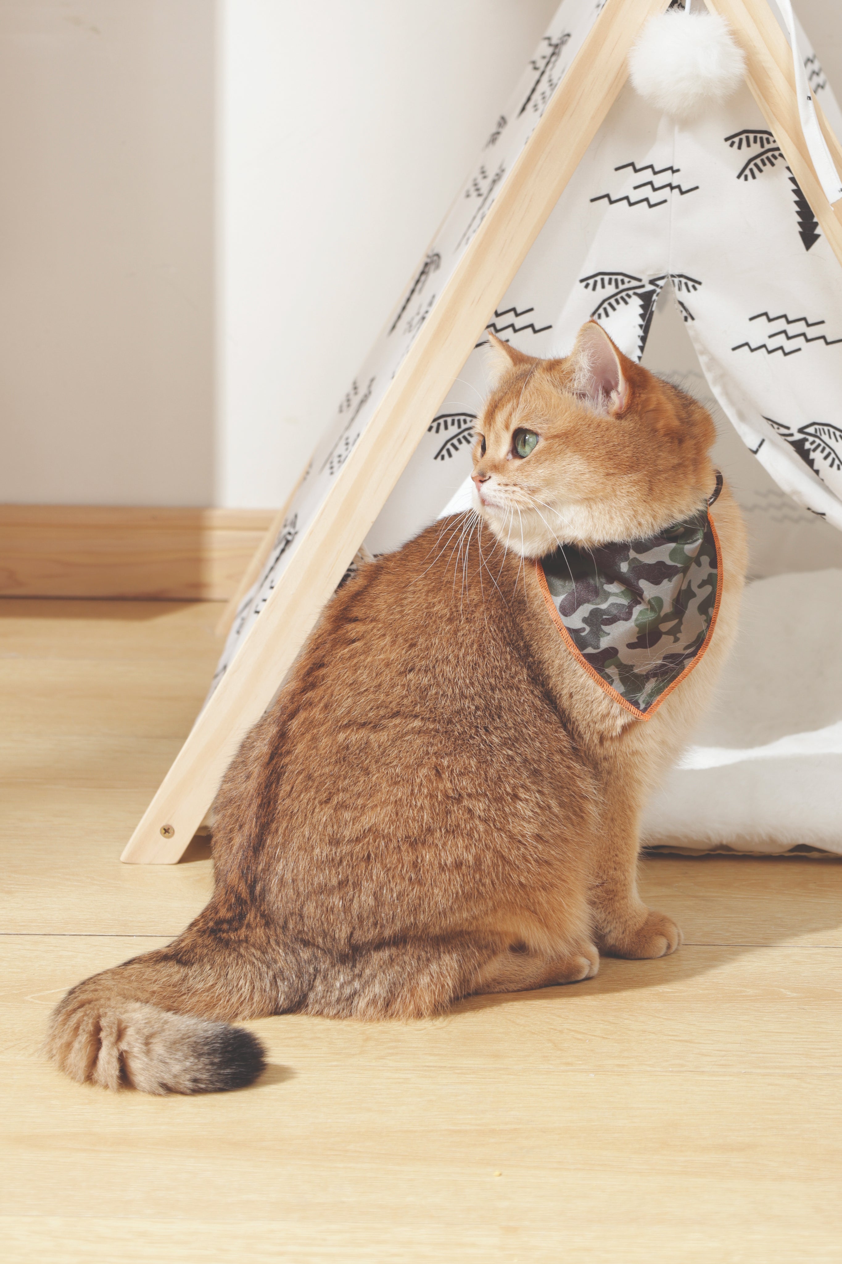 WONDERS Display box Cat Toy Loop - 80pcs – M-PETS